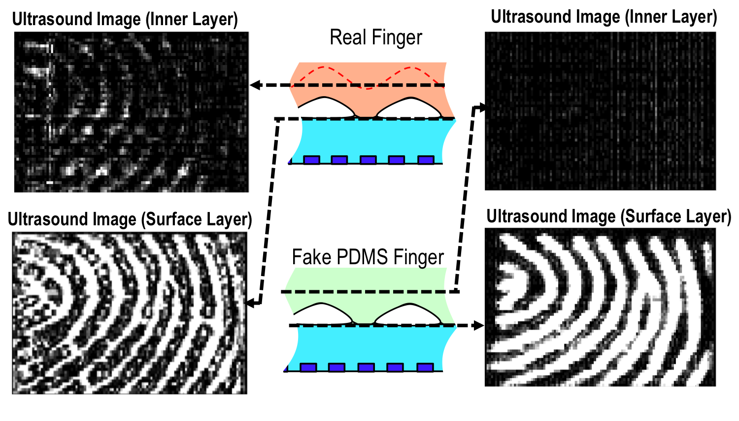 Published ultrasonic surface and inner-layer images of a real finger and a PDMS phantom, with diagrams indicating the two imaging depths.