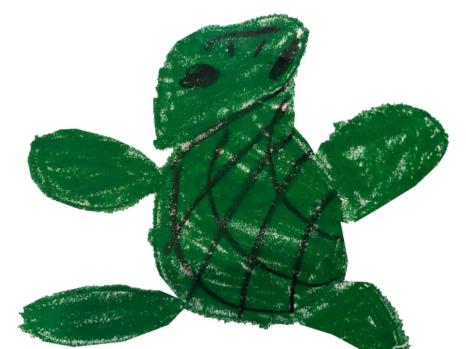 A green turtle — raw